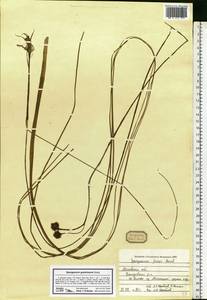 Sparganium gramineum Georgi, Eastern Europe, Moscow region (E4a) (Russia)