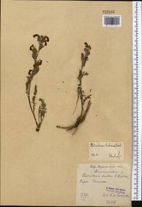Pedicularis talassica Vved., Middle Asia, Western Tian Shan & Karatau (M3) (Uzbekistan)