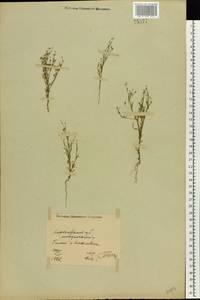 Psammophiliella muralis (L.) lkonn., Eastern Europe, North Ukrainian region (E11) (Ukraine)