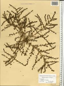 Soda acutifolia (Bunge) Mosyakin, Freitag & Rilke, Eastern Europe, Lower Volga region (E9) (Russia)