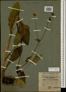 Crepis caucasica C. A. Mey., Caucasus, Krasnodar Krai & Adygea (K1a) (Russia)