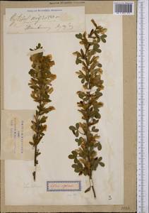 Cytisus nigricans L., Middle Asia, Syr-Darian deserts & Kyzylkum (M7) (Uzbekistan)