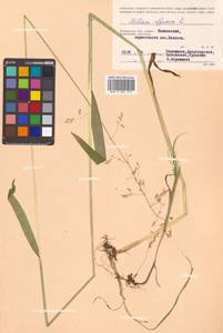 Milium effusum L., Siberia, Chukotka & Kamchatka (S7) (Russia)