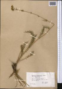 Cousinia verticillaris Bunge, Middle Asia, Pamir & Pamiro-Alai (M2) (Tajikistan)