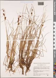 Carex rotundata Wahlenb., Siberia, Russian Far East (S6) (Russia)