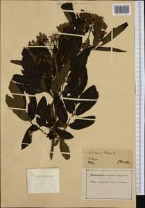 Sambucus ebulus L., Western Europe (EUR) (Germany)