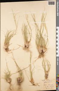 Stipa glareosa P.A.Smirn., Middle Asia, Pamir & Pamiro-Alai (M2) (Tajikistan)