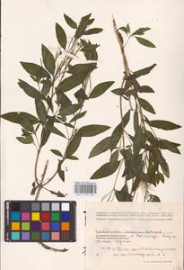 Epilobium roseum (Schreb.) Schreb., Eastern Europe, Northern region (E1) (Russia)