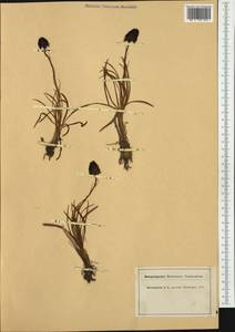 Gymnadenia nigra (L.) Rchb.f., Western Europe (EUR) (Switzerland)