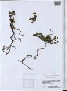 Salix ovalifolia Trautv., Siberia, Chukotka & Kamchatka (S7) (Russia)