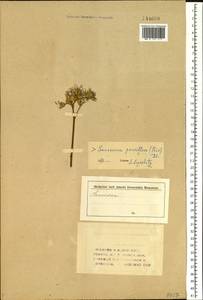 Saussurea parviflora (Poir.) DC., Siberia (no precise locality) (S0) (Russia)