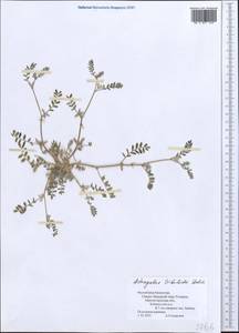 Astragalus tribuloides Delile, Middle Asia, Caspian Ustyurt & Northern Aralia (M8) (Kazakhstan)