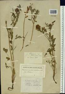 Hedysarum gmelinii Ledeb., Siberia, Western (Kazakhstan) Altai Mountains (S2a) (Kazakhstan)