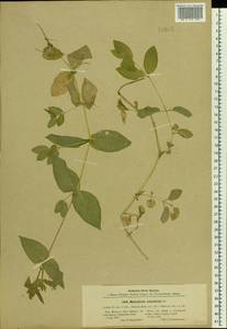 Stellaria aquatica (L.) Scop., Eastern Europe, Moscow region (E4a) (Russia)