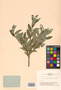 Salix saposhnikovii A. K. Skvortsov, Siberia, Altai & Sayany Mountains (S2) (Russia)