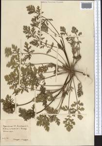 Erodium, Middle Asia, Karakum (M6) (Turkmenistan)