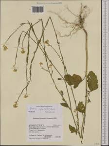Brassica nigra (L.) W.D.J. Koch, Western Europe (EUR) (Bulgaria)