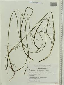 Equisetum palustre L., Eastern Europe, Central forest region (E5) (Russia)