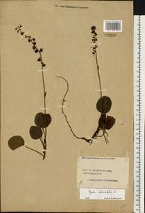 Pyrola rotundifolia L., Eastern Europe, Central forest region (E5) (Russia)