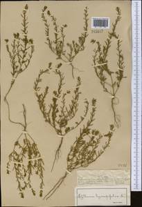 Lythrum hyssopifolia L., Middle Asia, Muyunkumy, Balkhash & Betpak-Dala (M9) (Kazakhstan)