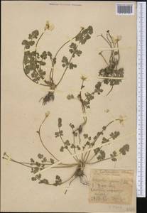 Callianthemum alatavicum Freyn, Middle Asia, Northern & Central Tian Shan (M4) (Kazakhstan)