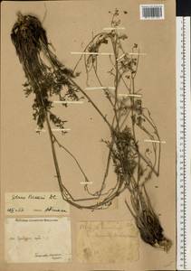 Silaum silaus (L.) Schinz & Thell., Eastern Europe, Eastern region (E10) (Russia)