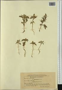 Amaranthus hypochondriacus L., Western Europe (EUR) (Romania)