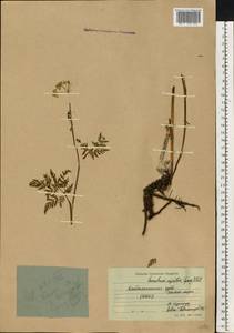 Conioselinum tataricum Hoffm., Eastern Europe, Northern region (E1) (Russia)