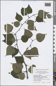 Betula pendula subsp. mandshurica (Regel) Ashburner & McAll., Siberia, Russian Far East (S6) (Russia)