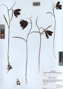 Fritillaria meleagris L., Siberia, Altai & Sayany Mountains (S2) (Russia)