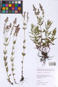 Veronica austriaca subsp. jacquinii (Baumg.) Watzl, Eastern Europe, Lower Volga region (E9) (Russia)