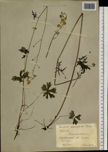 Aconitum ranunculoides Turcz., Siberia, Yakutia (S5) (Russia)