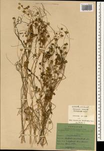 Cuscuta australis R. Br., South Asia, South Asia (Asia outside ex-Soviet states and Mongolia) (ASIA) (China)