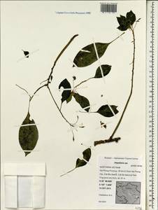 Impatiens, South Asia, South Asia (Asia outside ex-Soviet states and Mongolia) (ASIA) (Vietnam)