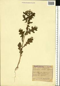 Senecio vulgaris L., Eastern Europe, Moscow region (E4a) (Russia)