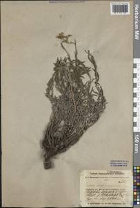 Onosma simplicissima L., Middle Asia, Muyunkumy, Balkhash & Betpak-Dala (M9) (Kazakhstan)