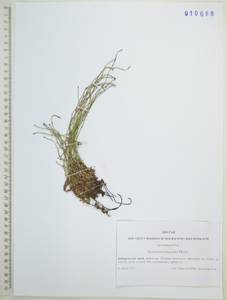 Equisetum scirpoides Michx., Siberia, Russian Far East (S6) (Russia)