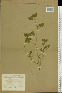 Medicago lupulina L., Eastern Europe, South Ukrainian region (E12) (Ukraine)