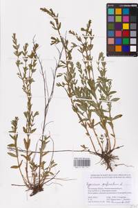 Hypericum perforatum L., Eastern Europe, Rostov Oblast (E12a) (Russia)