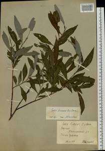 Salix udensis (Wimm.) Trautv. & C. A. Mey., Siberia, Yakutia (S5) (Russia)