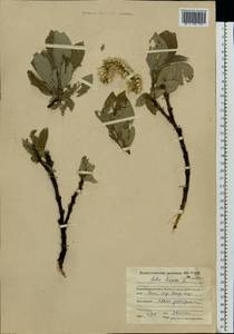 Salix lanata L., Eastern Europe, Northern region (E1) (Russia)
