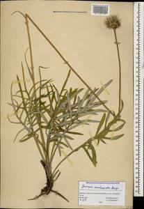 Jurinea arachnoidea Bunge, Caucasus, Abkhazia (K4a) (Abkhazia)