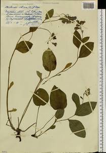 Mertensia sibirica (L.) G. Don, Siberia, Yakutia (S5) (Russia)
