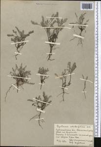 Tanacetum achilleifolium (M. Bieb.) Sch. Bip., Middle Asia, Northern & Central Kazakhstan (M10) (Kazakhstan)