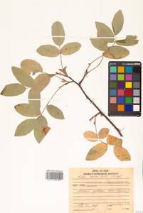 Rosa acicularis Lindl., Siberia, Russian Far East (S6) (Russia)