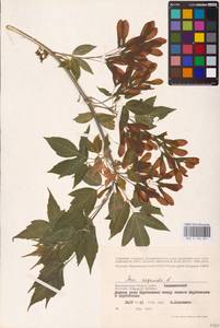 Acer negundo L., Eastern Europe, Lower Volga region (E9) (Russia)