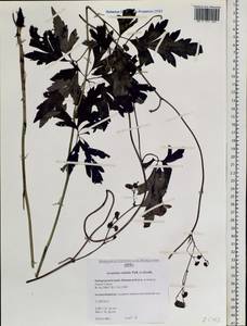 Aconitum volubile Pall., Siberia, Russian Far East (S6) (Russia)