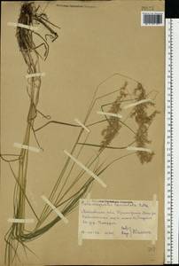 Calamagrostis canescens (Weber) Roth, Eastern Europe, Central region (E4) (Russia)