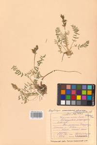 Oxytropis uralensis (L.) DC., Siberia, Russian Far East (S6) (Russia)