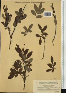 Salix purpurea, Western Europe (EUR) (Austria)